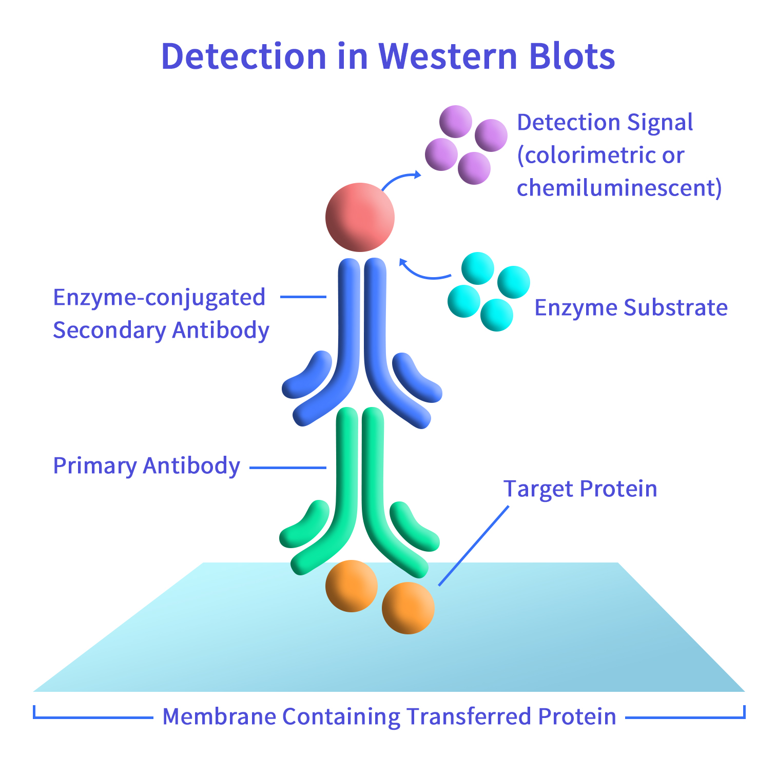 締碼手冊(cè)下載