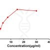 antibody-DME100042 CD48 Flow FIG2