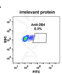 antibody-DME100069 2B4 293 A FLOW Fig2