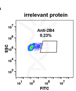 antibody-DME100070 2B4 293 A FLOW Fig2
