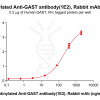 antibody-dme101186b gast elisa1