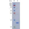 PAGE-bme100281 g protein sp1