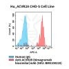 fc-cel100097 hu acvr2a cho s cell line flow
