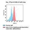 fc-cel100105 hu ctla 4 cho s cell line flow