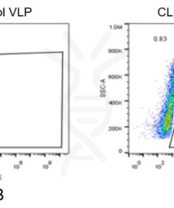 fc-FLP100006 CLDN18.2 Fig.2 FC 1
