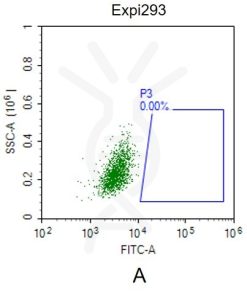 fc-FLP100017 CLDN18.2 Fig.2A FC 1