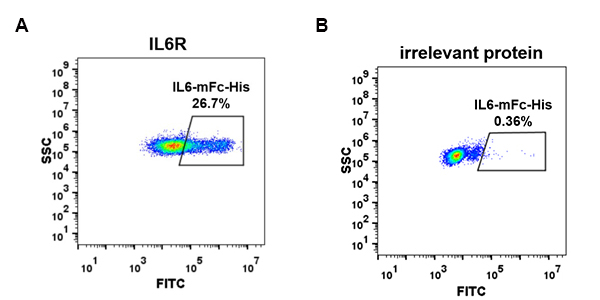 PME100032-IL6-mFc-His-FC-Fig4.jpg