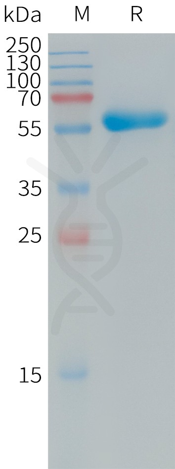 PME101246 human CXADR hFc recombinant protein