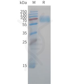 sp-pme c100048 cd47 sp1