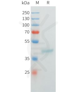 sp-pme c100070 muc1 sp1