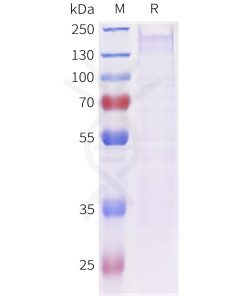 sp-pme c100084 sez6 sp1