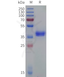 sp-pme c100092 c5ar1 sp1