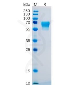 sp-pme100475 cd27 sp1