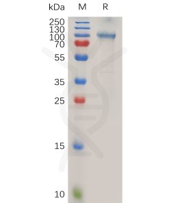 sp-pme100753 adam15 sp1
