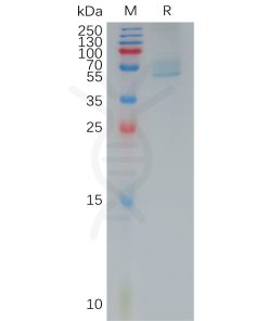 sp-pme101185 trpv1 sp1
