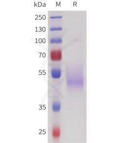 sp-pme101726 sez6 sp1