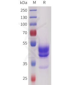 sp-pme101728 sez6 sp1