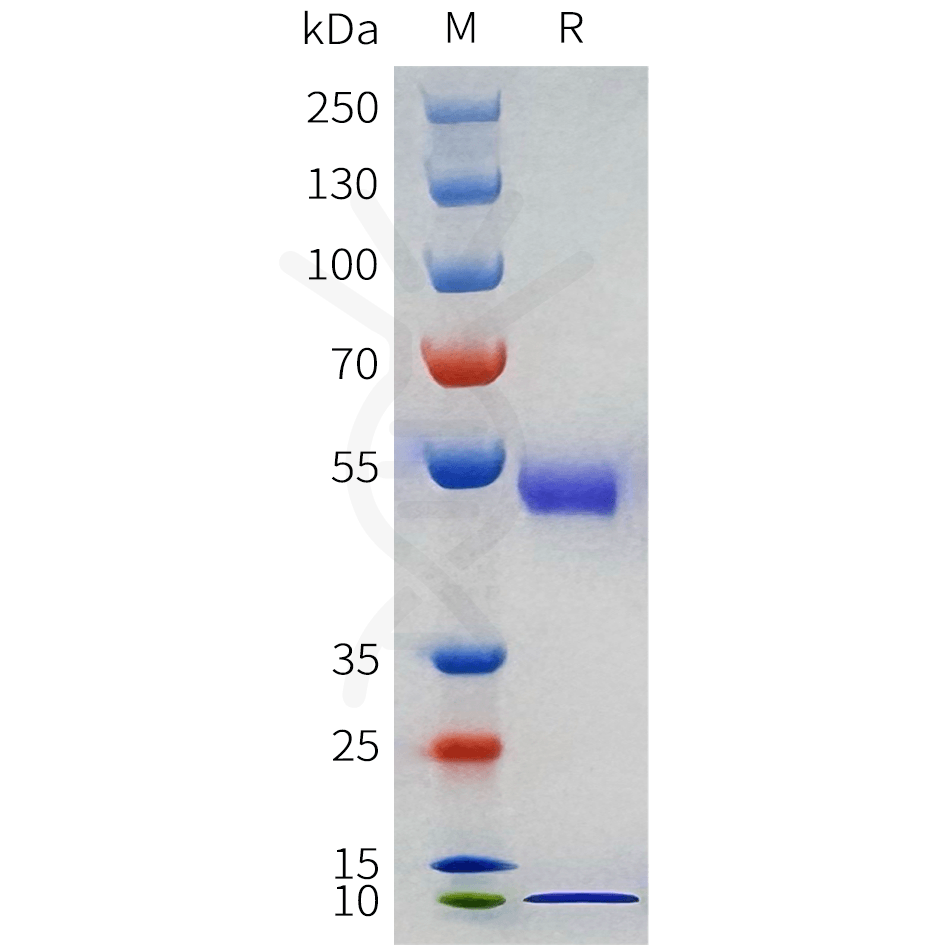 sp-pme101926 il15 il15ra sp1